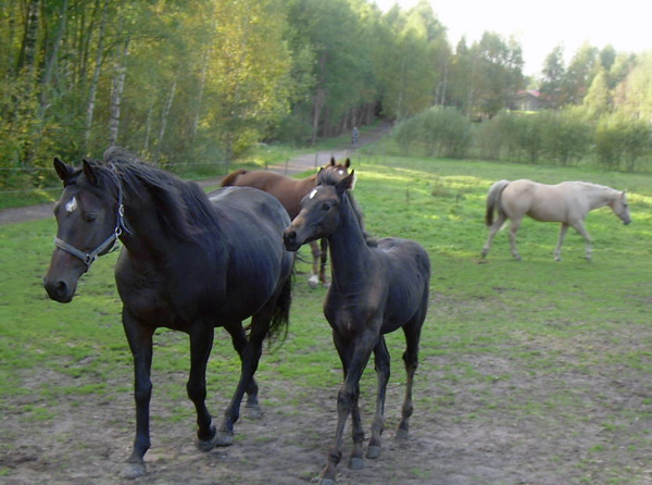 Fhabius x  (6,25 % ) och Fhabiola x (12,5 %). Hästarna tillhör sektion I, AC.